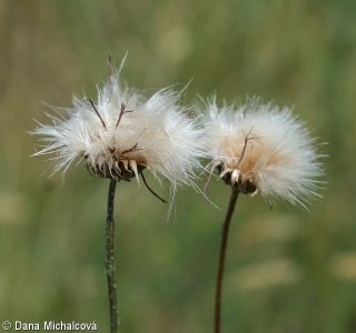 Cirsium pannonicum – pcháč panonský