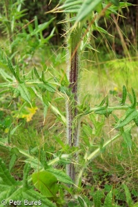 Cirsium vulgare – pcháč obecný