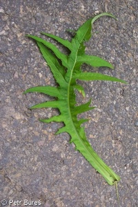 Cirsium ×ambiguum – pcháč potoční × p. různolistý
