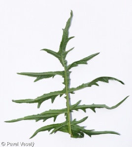 Cirsium ×erucagineum – pcháč potoční × p. zelinný