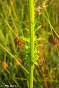 Cirsium ×hybridum – pcháč bahenní × p. zelinný