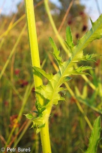 Cirsium ×hybridum – pcháč bahenní × p. zelinný