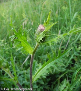 Cirsium ×rigens – pcháč bezlodyžný × p. zelinný