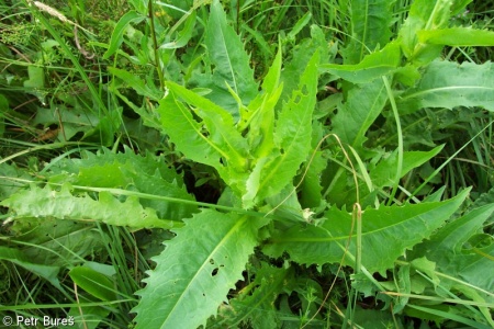 Cirsium ×tataricum – pcháč šedý × p. zelinný