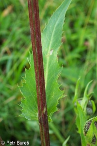 Cirsium ×tataricum – pcháč šedý × p. zelinný