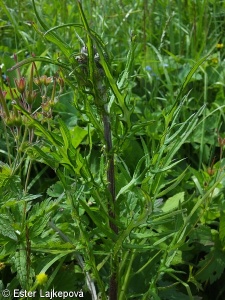 Cirsium ×wankelii – pcháč bahenní × p. různolistý