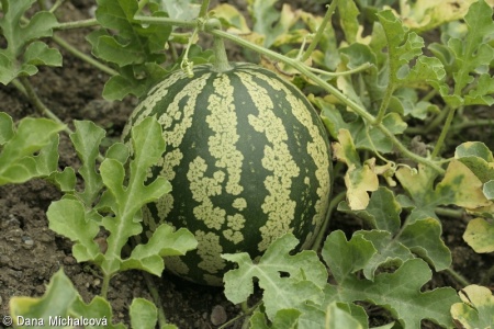 Citrullus lanatus – lubenice obecná (vodní meloun)