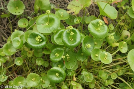 Claytonia perfoliata – batolka prorostlá