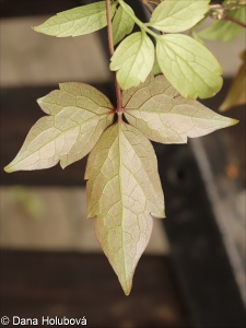 Clematis montana