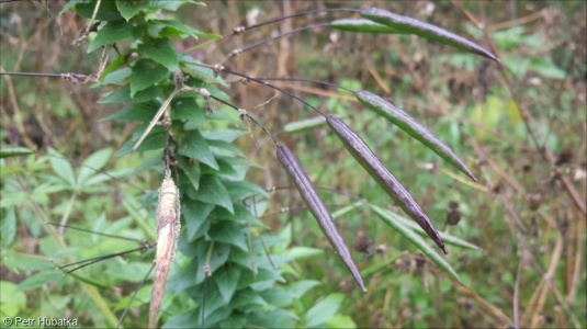 Cleome hassleriana