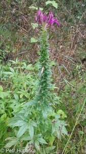 Cleome hassleriana