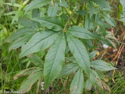 Cleome hassleriana