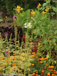 Cleome spinosa