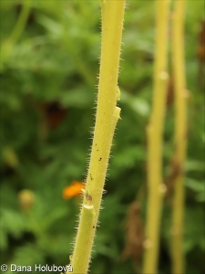 Cleome spinosa