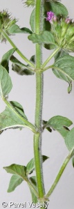 Clinopodium vulgare – klinopád obecný