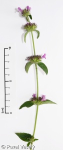 Clinopodium vulgare – klinopád obecný