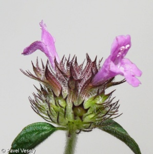 Clinopodium vulgare subsp. vulgare – klinopád obecný pravý