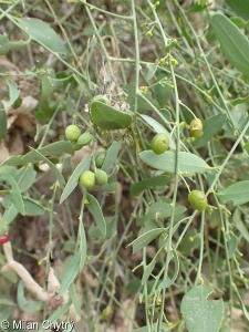 Cocculus pendulus