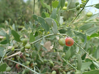 Cocculus pendulus