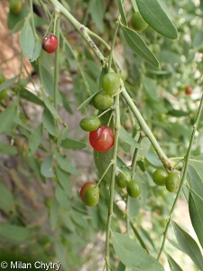 Cocculus pendulus