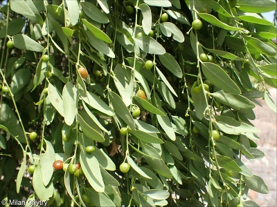 Cocculus pendulus