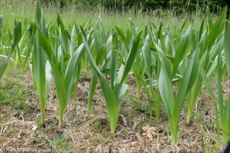 Colchicum autumnale
