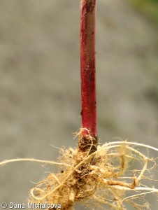Conium maculatum – bolehlav plamatý