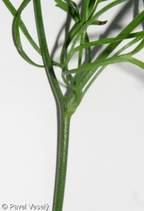 Consolida regalis subsp. regalis – ostrožka stračka pravá