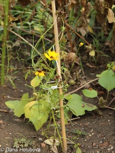 Coreopsis basalis – krásnoočko různolisté