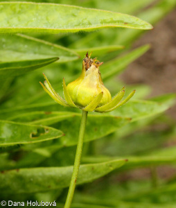 Coreopsis lanceolata &ndash; krásnoočko kopinaté