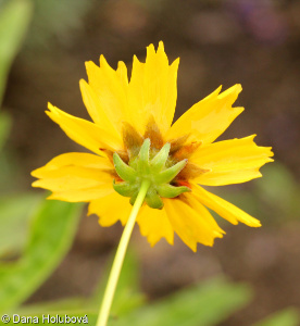 Coreopsis lanceolata &ndash; krásnoočko kopinaté