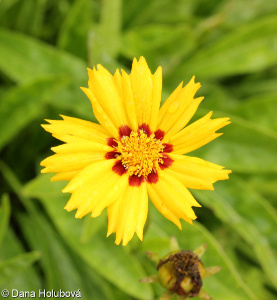 Coreopsis lanceolata &ndash; krásnoočko kopinaté