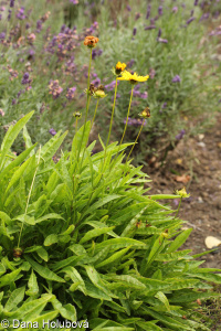 Coreopsis lanceolata &ndash; krásnoočko kopinaté