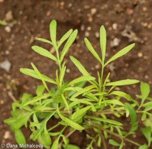 Coreopsis tinctoria – krásnoočko barevné