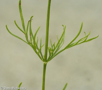Coreopsis verticillata – krásnoočko přeslenité