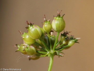 Coriandrum sativum – koriandr setý