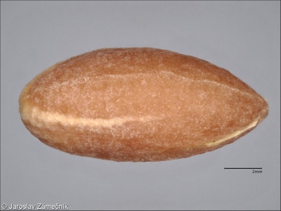 Cornus mas – dřín jarní, svída dřín, dřín
