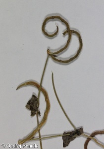 Coronilla scorpioides – čičorka štírová
