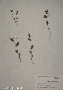 Coronilla scorpioides