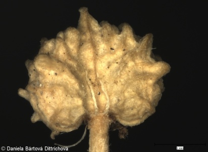 Lepidium coronopus – vranožka šupinatá