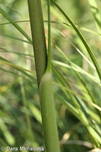 Cortaderia selloana – kortaderie dvoudomá, pampas dvoudomý
