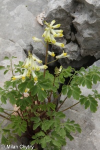 Pseudofumaria alba subsp. alba – dymnivka bílá pravá, chocholačka bílá pravá