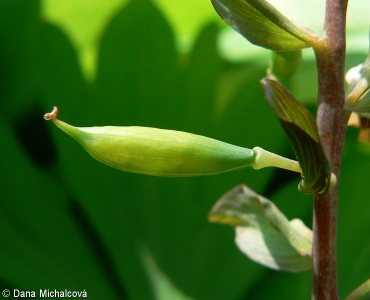 Corydalis cava subsp. cava – dymnivka dutá pravá
