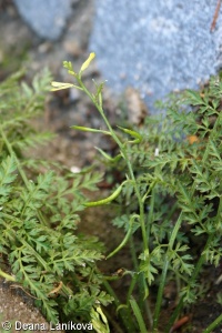 Corydalis cheilanthifolia – dymnivka kapradinolistá