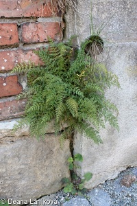 Corydalis cheilanthifolia – dymnivka kapradinolistá