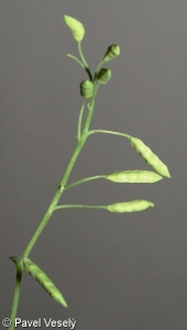 Pseudofumaria lutea – dymnivka žlutá, chocholačka žlutá