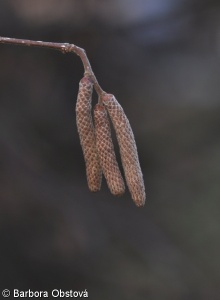 Corylus avellana – líska obecná