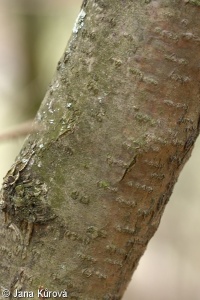 Corylus avellana – líska obecná