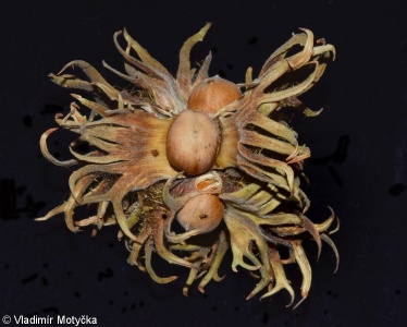 Corylus colurna – líska turecká