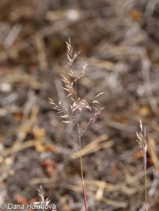 Corynephorus canescens – paličkovec šedavý